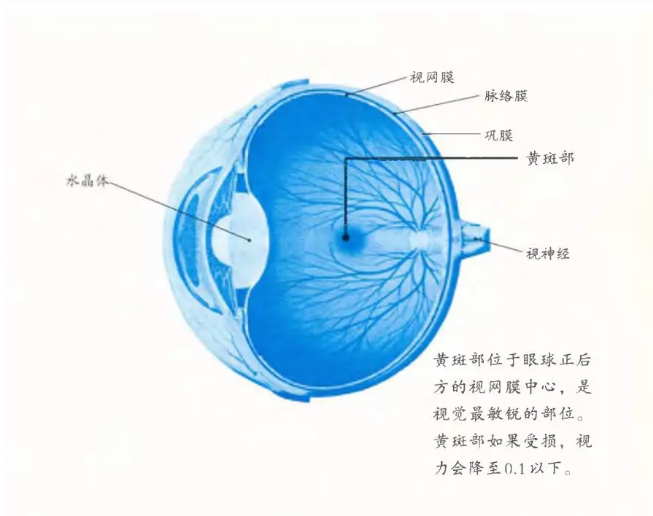 视网膜出血